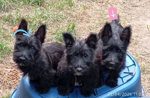 Chiots Scottish terrier.  800 79200 Parthenay