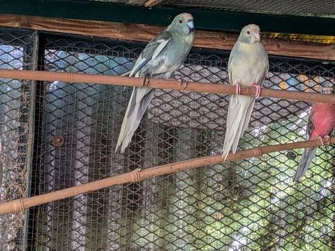 Kakarikis 80 77230 Dammartin-en-gole