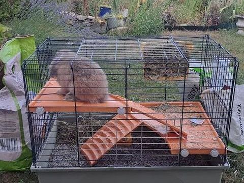 lapin b&eacute;lier nain vendu avec sa cage et accessoires. 
55 21240 Talant