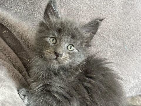 Chatons Maine coon 1450 30800 Saint-gilles
