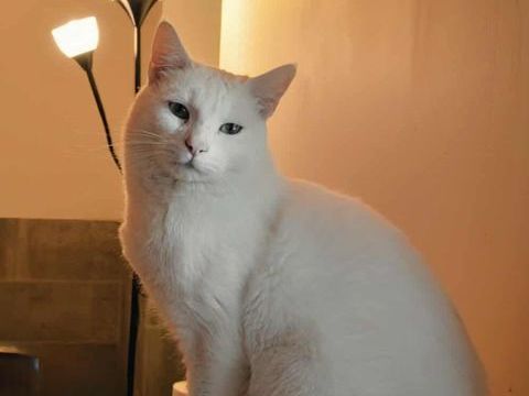 CAPTAIN COOK navigateur au coeur tendre 1 26780 Espeluche