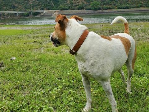 Tokyo chienne adorable séparation suite à des problèmes fami 0 12170 Rquista