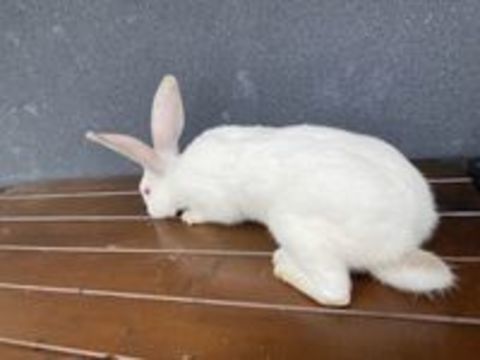   Lapin, géant des Flandres 