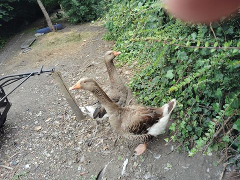 Couple oies 30 80135 Saint-riquier