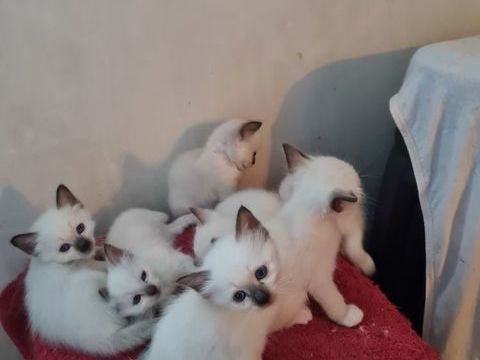 sacr&eacute; de birmanie 1300 06000 Nice