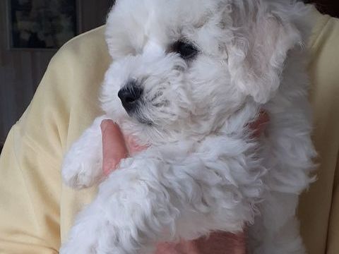 Chiots bichon fris&eacute; m&acirc;les LOF 900 85180 Les sables-d'olonne