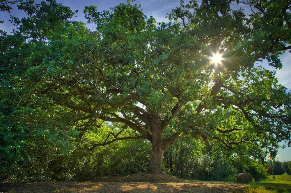 � vendre  Propri�t�/ch�teau Samatan (32130)