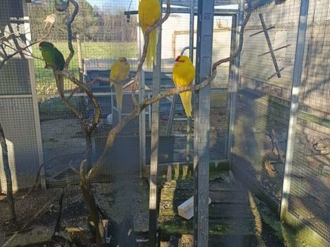 Kakariki 25 35340 Liffr�