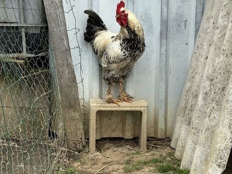 Coq 6 49670 Valanjou