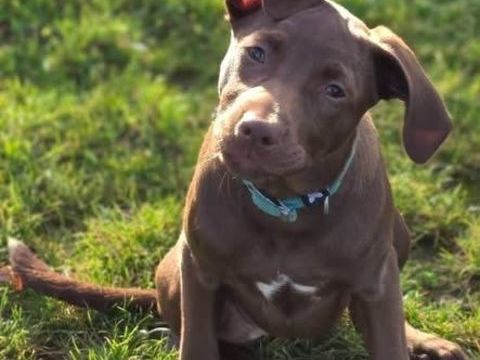 Doly, chienne crois&eacute;e braque &agrave; adopter 300 44800 Saint-herblain