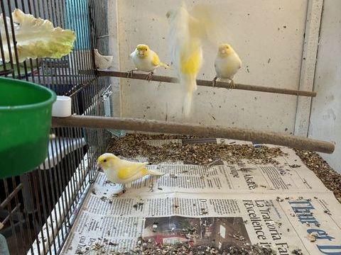 Canaris lipo jaune mosaïque 30 68730 Blotzheim