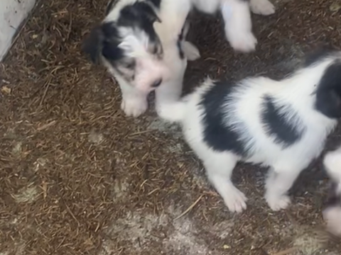 Donne Chiot fox terrier pure race 0 64400 Oloron-sainte-marie