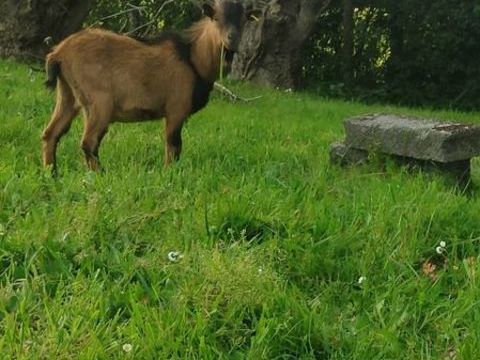 Limp, bouc nain &agrave; adopter 50 85000 La roche-sur-yon