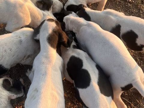 Chiots type gascon SAINTONGEOIS 200 71320 Charbonnat