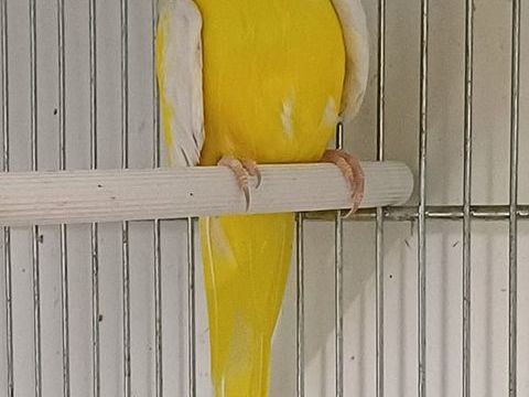 Perruches &eacute;l&eacute;gantes (Neophema elegans) 0 41230 Courmemin