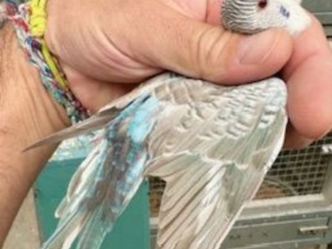 Perruches Dun Fallow black wing 50 24000 P�rigueux