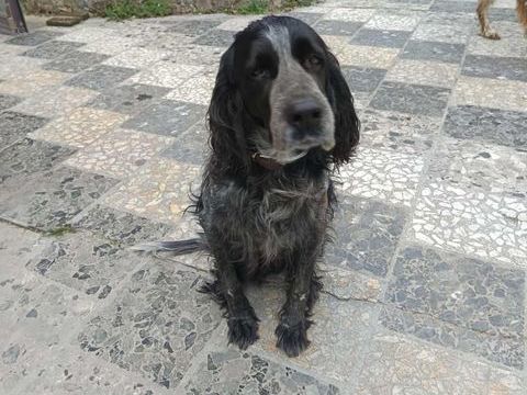 Chien INA &agrave; l adoption 100 13660 Orgon