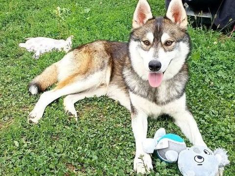 Chien BALTO &agrave; l adoption 300 26130 Saint-restitut