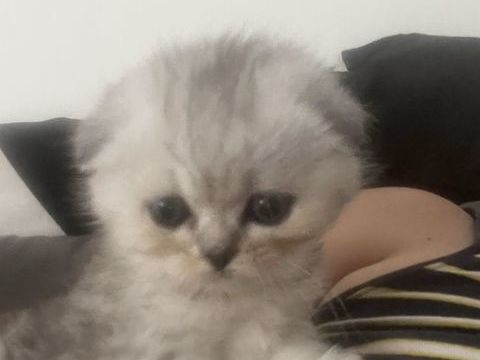 Magnifique chaton Scotisch fold 700 72000 Le mans