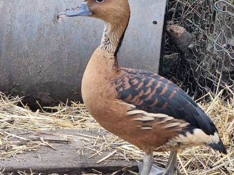 Canard et cane 45 59290 Wasquehal