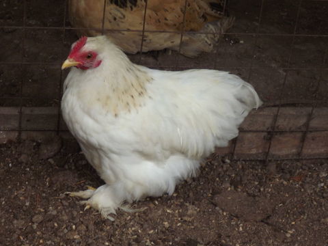 pekins 5 44130 Blain