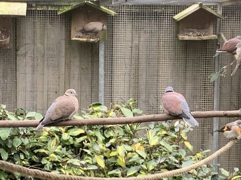 Colombe Naine de Birmanie 40 85140 Chauch�