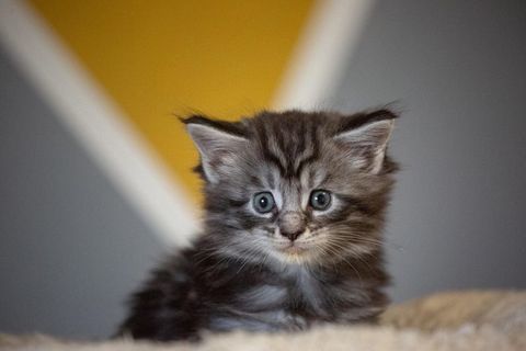 Chatons Maine Coon 1050 39800 Montholier