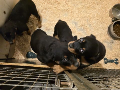 Rottweiler 750 77750 Saint-cyr-sur-morin