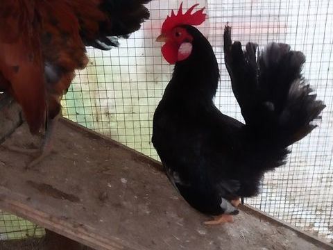 Coq Serama 
Poules Chabo 25 81150 Terssac