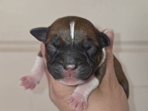 Staffordshire Bull Terrier LOF,  Staffie,  Staffy 1400 62650 Bourthes