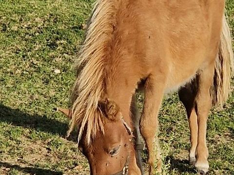 Ponette shetland 1ans 1700 53380 La croixille