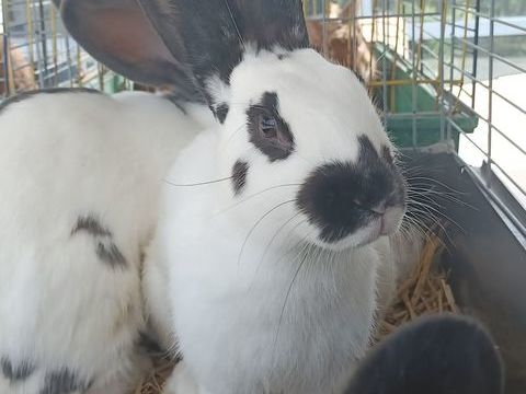 Lapins papillon 25 26240 Saint-vallier