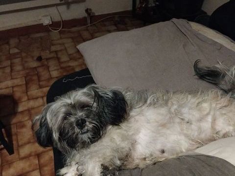 Saillie lhassa Apso gratuit 0 11100 Narbonne