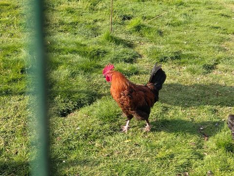 Coq marans 20 62730 Les attaques