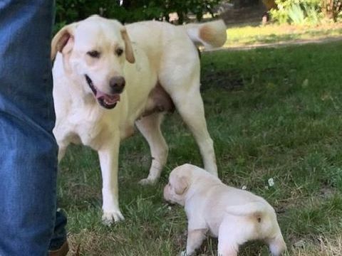 1 M&Acirc;LE LABRADOR SABLE LOF 1300 44680 Saint-mars-de-coutais