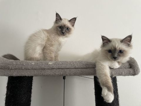 Chatons Sacré de Birmanie 950 62490 Vitry-en-artois