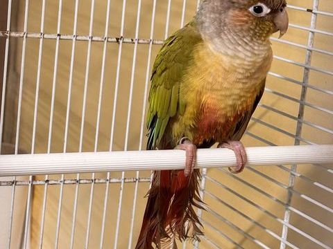 Conure 150 59151 Hamel
