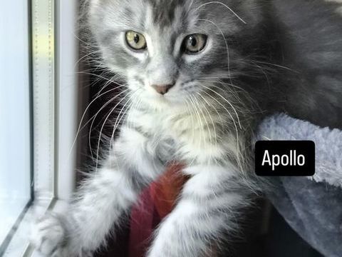 Chatons Maine coon 1400 86000 Poitiers
