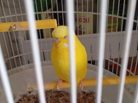 petite perruche 15 59590 Raismes