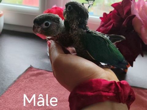 Pyrrhura &eacute;lev&eacute;e main 200 83340 Le luc