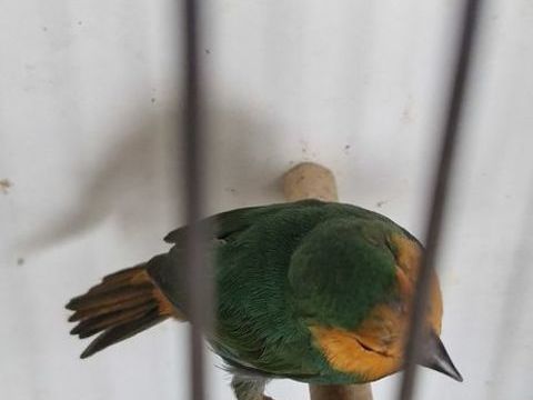 Pape de Noum&eacute;a 35 31220 Le plan