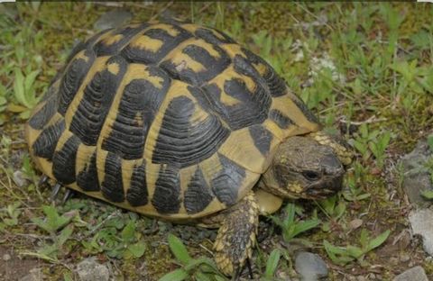 Tortue m&acirc;le 20ans 150 83260 La crau