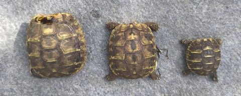 Tortues juv&eacute;niles de 2025 / Possibilit&eacute; d'en avoir + ag&eacute;es 40 34690 Fabr�gues