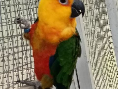Femelle conure jendaya 200 24300 Abjat-sur-bandiat