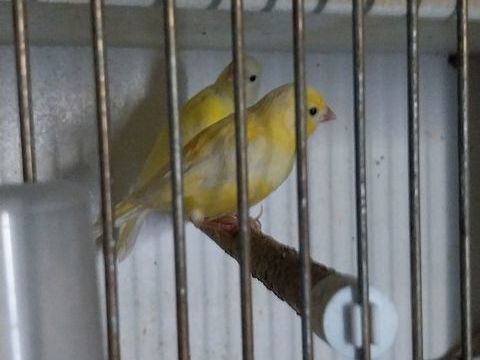 Canaris bec droit 25 17260 Gémozac