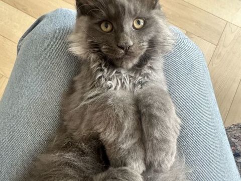 Maine coon 850 33000 Bordeaux
