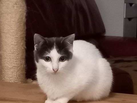 VIRUS 60 95420 Saint-gervais