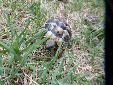 Tortues terrestre 40 11100 Narbonne