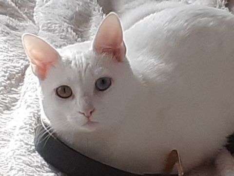 Donne chatte de 4 ans blanche aux yeux vairons 0 93100 Montreuil