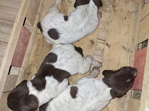 A r&eacute;server Chiots braque allemand LOF 700 01340 Foissiat